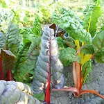 Aux Jardins D'alice Frühstückspension