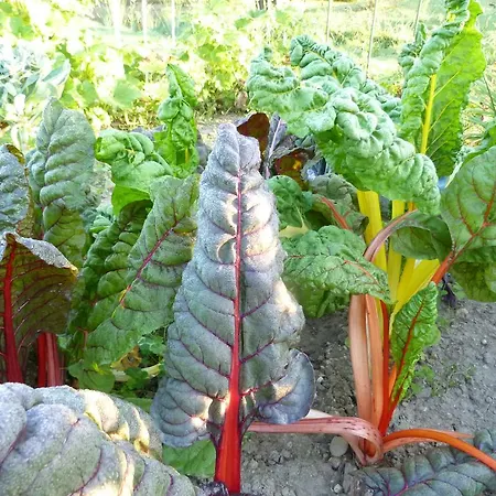 Aux Jardins D'alice فندق مبيت وإفطار