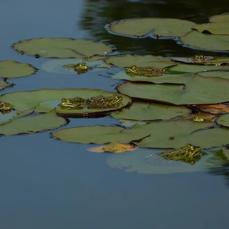 Aux Jardins D'alice Bed & Breakfast Dijon