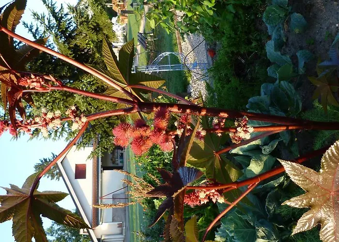 Aux Jardins D'alice Oda ve Kahvaltı *