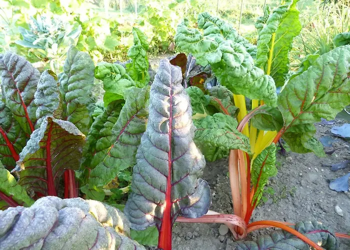 Aux Jardins D'alice Oda ve Kahvaltı