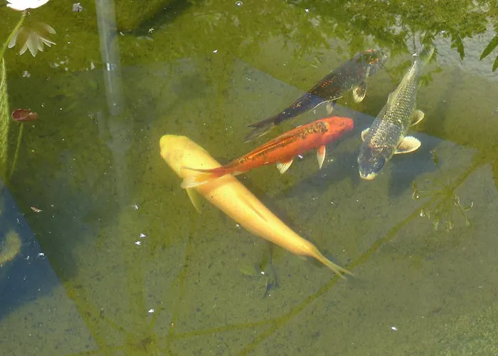 Aux Jardins D'alice Oda ve Kahvaltı *