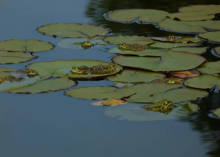 Aux Jardins D'alice Bed and breakfast Dijon